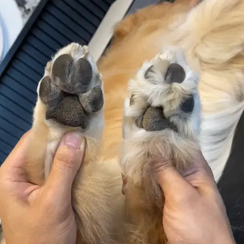 Zoonail ™ Paw Trimmer Pro Zoonail