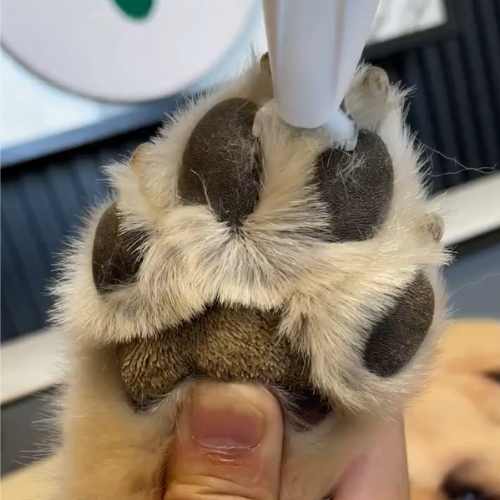 Zoonail ™ Paw Trimmer Pro